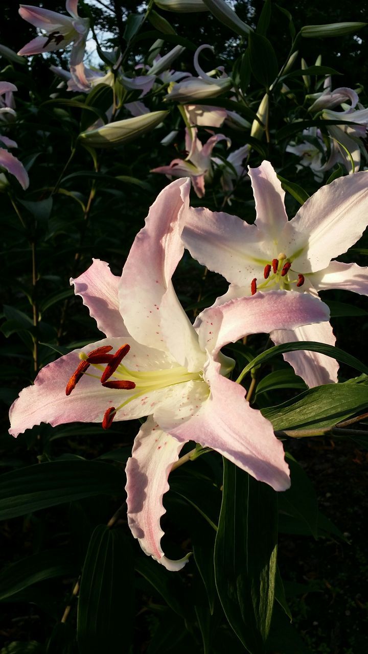 flower, petal, freshness, fragility, growth, flower head, beauty in nature, close-up, blooming, nature, white color, leaf, plant, stamen, in bloom, single flower, pollen, wet, drop, day