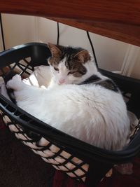 High angle view of cat sleeping at home