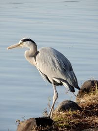 High angle view of gray heron perching on a lake