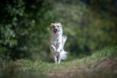 Portrait of dog running on land