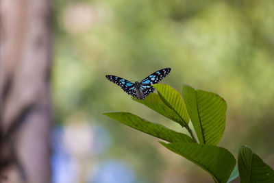 Close-up of butterfly on leaf