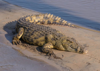 Nile crocodile