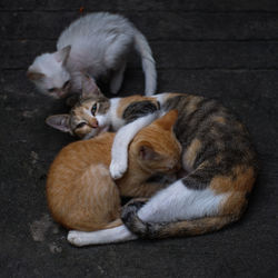 View of two cats resting