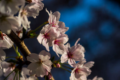 Close-up of white cherry blossom