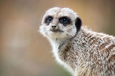 Close-up portrait of meerkat