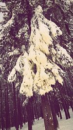 Close-up of snow on tree