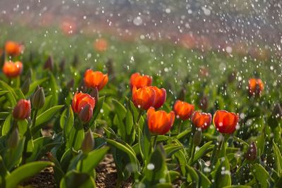 Close-up of red tulips on field