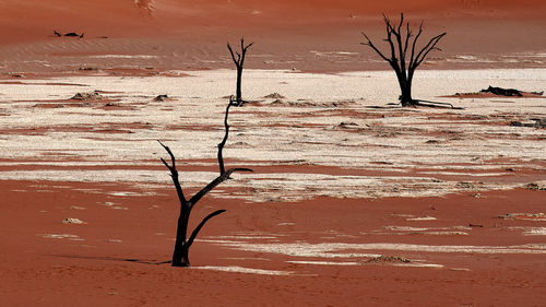 Bare tree on sand