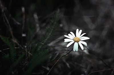 Close-up of white flower