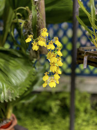 Close-up of yellow flowering plant on field