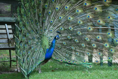 Peacock in a field