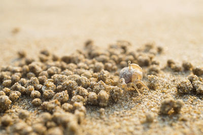 Close-up of shells on beach