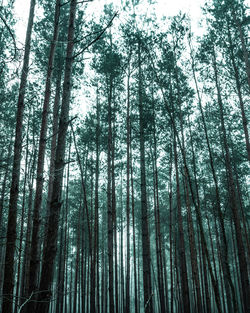 Low angle view of bamboo trees in forest