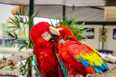 Close-up of parrot perching on branch