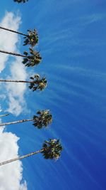 Low angle view of flowering plant against blue sky