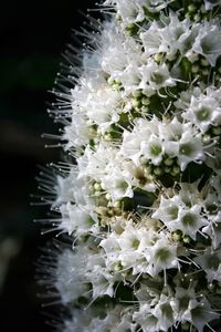 Close-up of white flowers