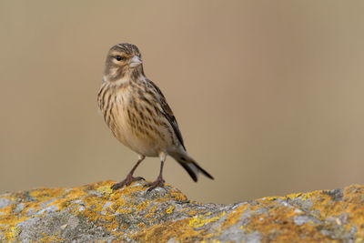 Close-up of bird perching outdoors