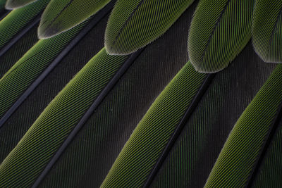 Macro details of a parrot colorful parrot feathers