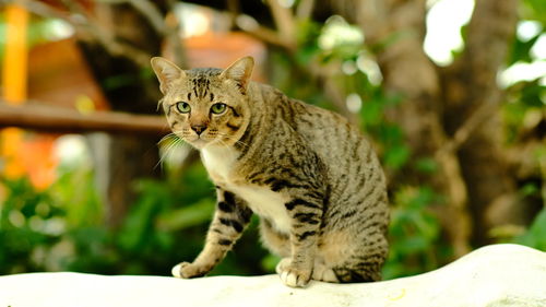 Close-up of tabby cat looking away