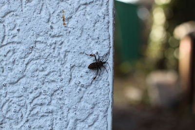 Close-up of insect on tree trunk