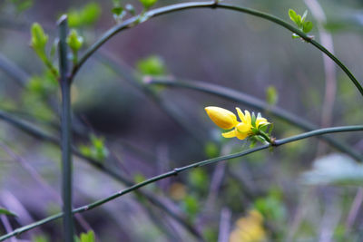 Close-up of yellow crocus blooming outdoors