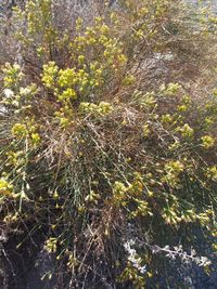 High angle view of flowering plants on field