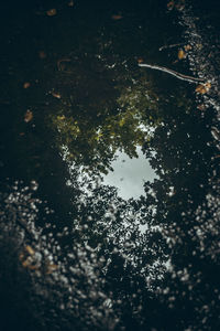 Reflection of forest trees and sky in a puddle