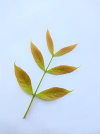 Close-up of plant against white background