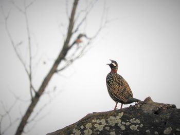 Bird perching on a rock