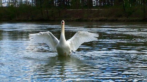 Bird flying over lake