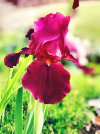 Close-up of purple flowering plant on field