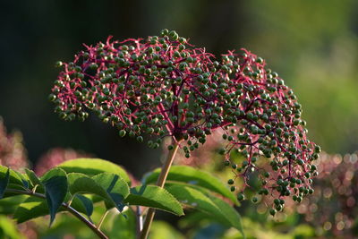 Close-up of pink flowering plant