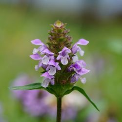 Close-up of purple flowers