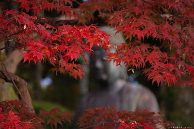 Close-up of red maple leaves on tree