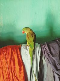 Parrot in house