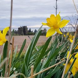 Close-up of yellow flowers blooming in field