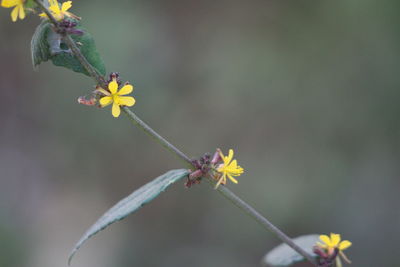 Close-up of yellow flowering plant