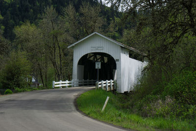 Road along trees