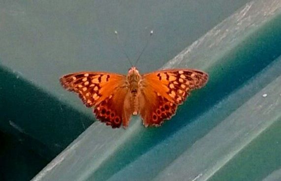 CLOSE-UP OF BUTTERFLY ON TREE