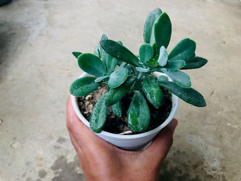 High angle view of person holding plant