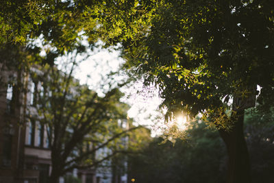 Low angle view of trees