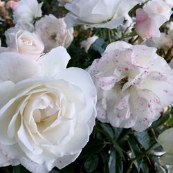 Close-up of white roses blooming outdoors
