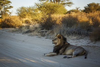 Lioness sitting on sand