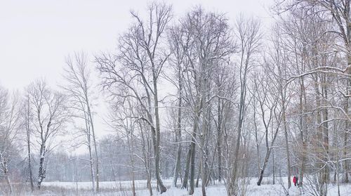 Bare trees on snow covered land