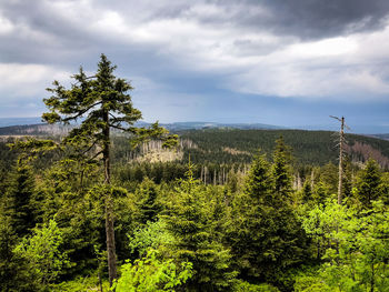 Plants growing on land against sky