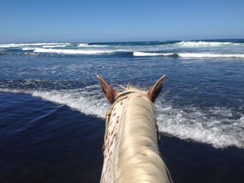 Close-up of horse at beach against sky