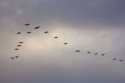 Silhouette of birds flying in sky