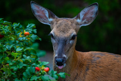 Portrait of deer feeding on rosehips