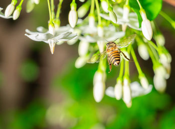 Bee sucking nectar