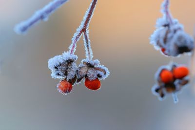 Close-up of frozen berries